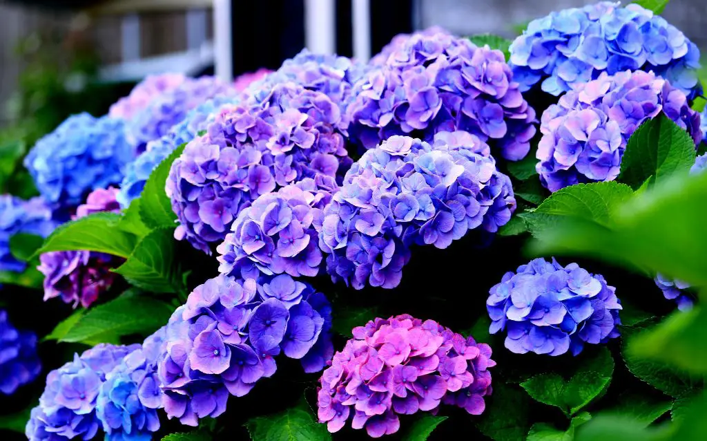 Hydrangea blue and purple flowers