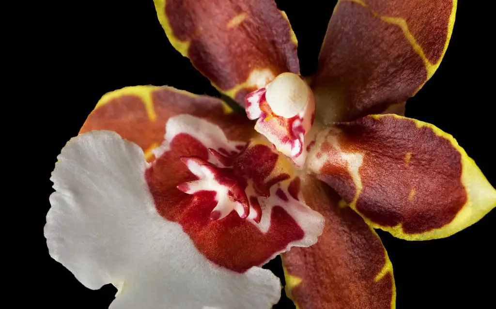 Single chocolate orchid bloom
