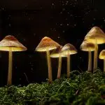 How Long Does It Take to Grow Psilocybe Cubensis?