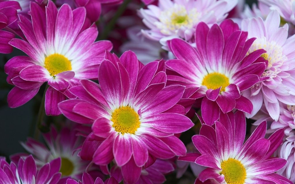 Aster flowers with yellow center