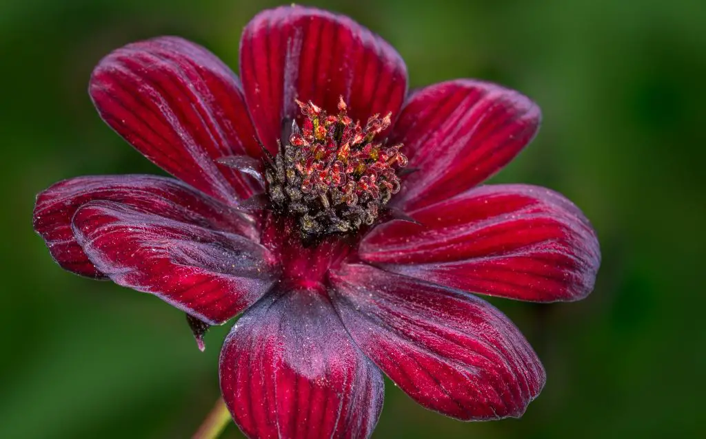 Single chocolate cosmos flower with brownish petals