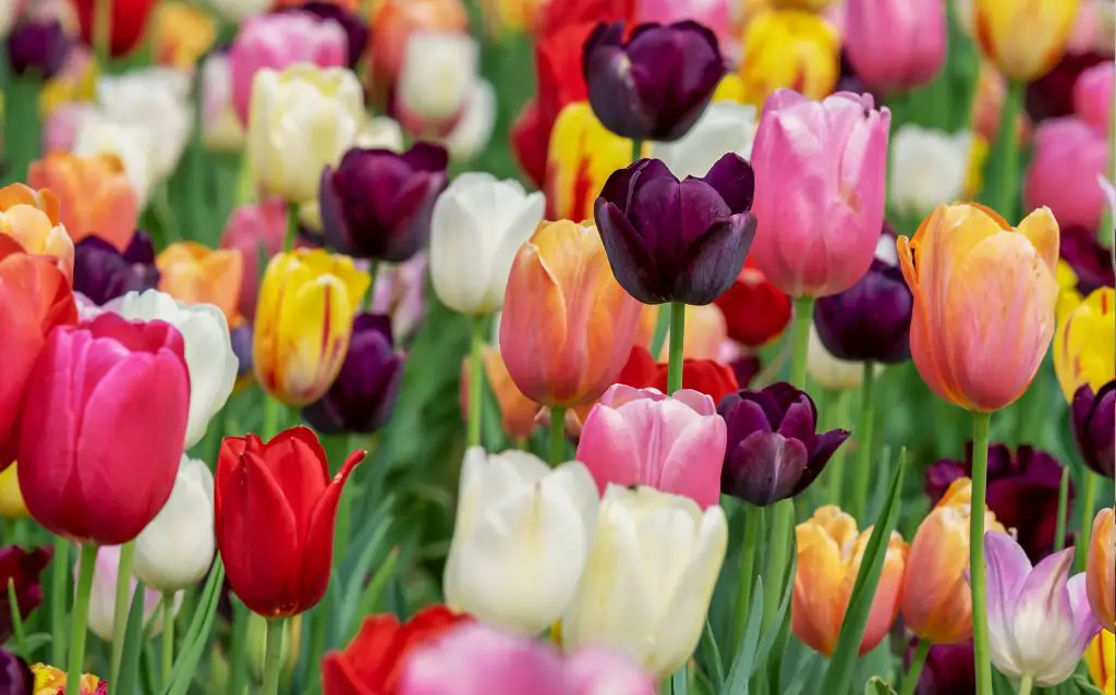 Red, pink, white, purple tulips