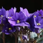 purple african violets