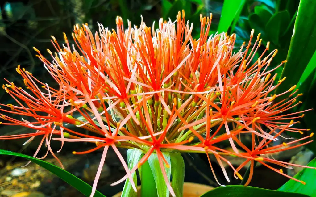 Single African Blood Lily flower