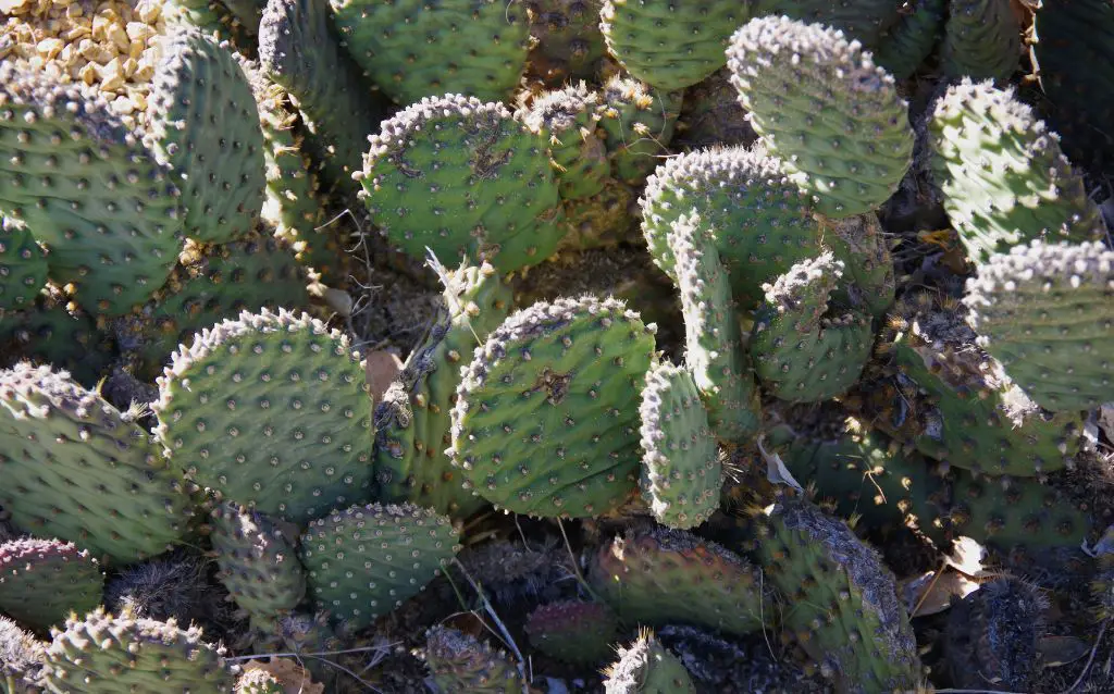 Cluster of Beavertail-Cactus