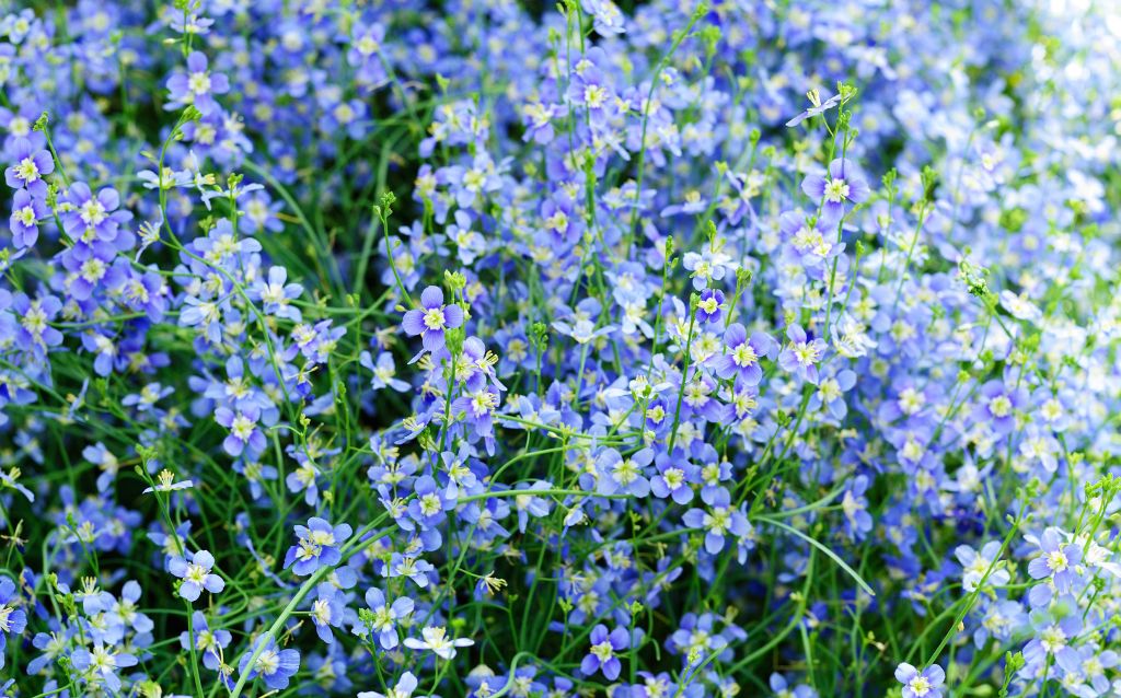 Dense mat of Blues Flax flowers