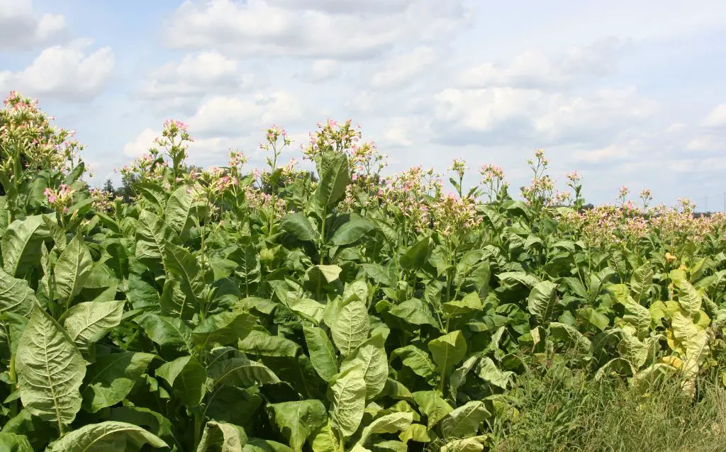 Bronze Queen tobacco plant