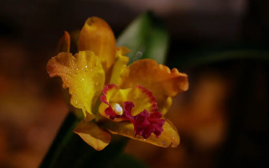Coffee colored Cattleya velutina flower