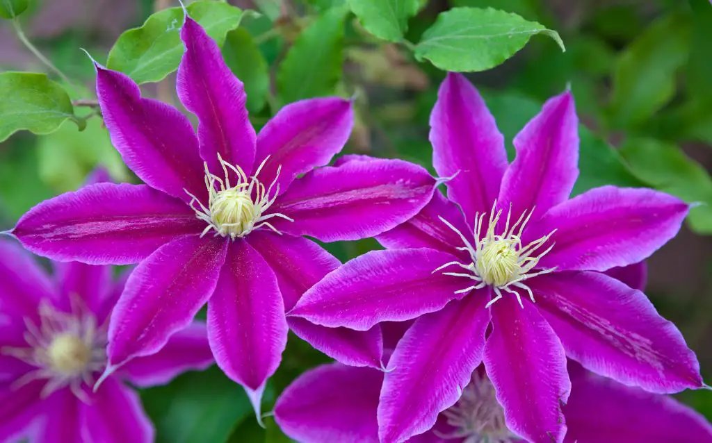 Two bright purple clematis flowers with yellow centers