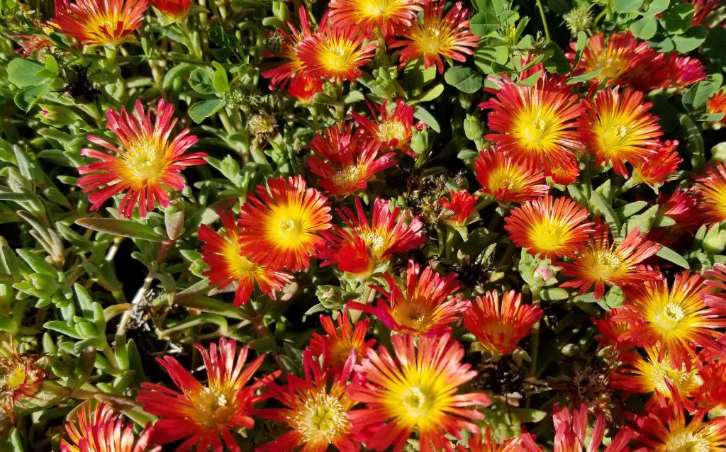 Pink and Yellow Delosperma flowers