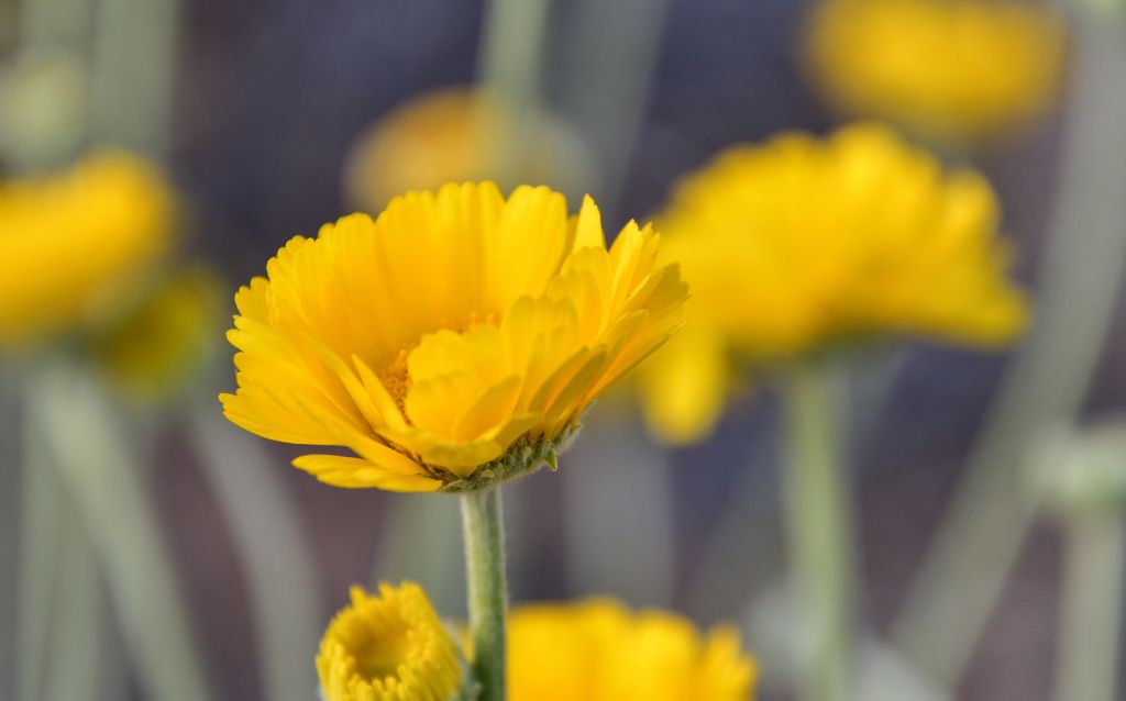 Desert Marigold flower close-up