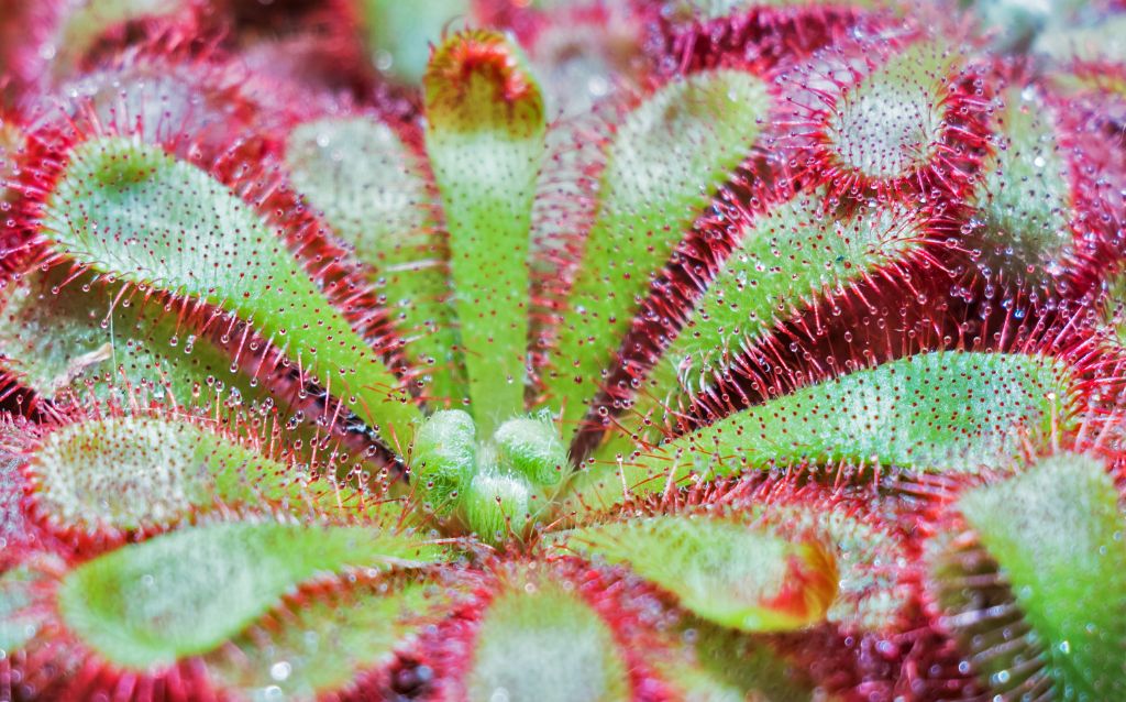 Drosera Quartzicola plant with green leaves and pink spines