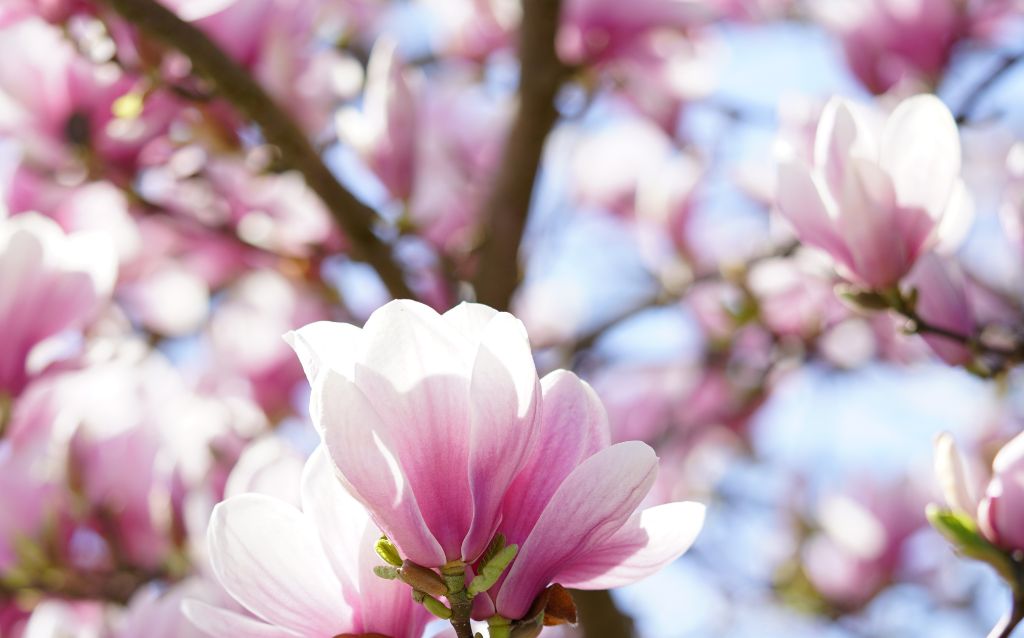 Branches of Magnolia tree with blossoms