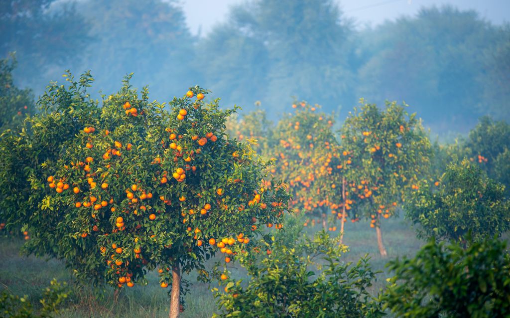Group of Mango trees with fruit