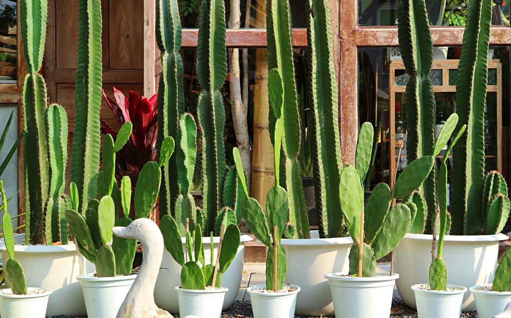 Mexican fencepost cactus in pots