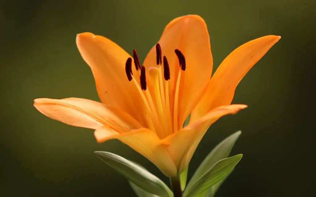Orange lily flower petals