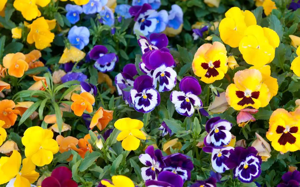 Purple, blue, orange and pink Pansy flowers