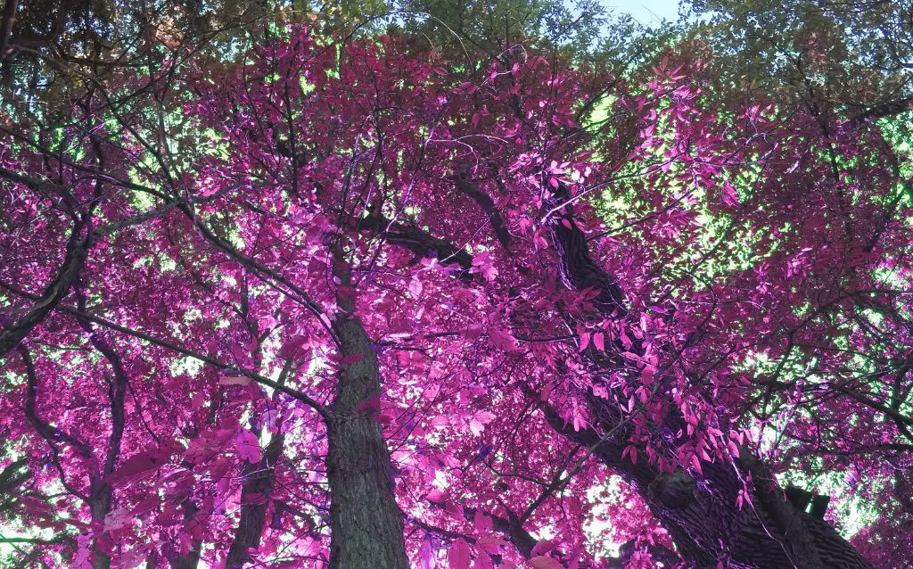 purple robe locust tree