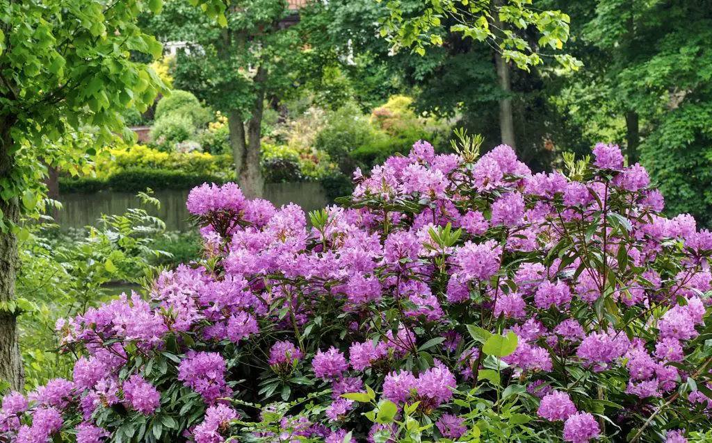 Bush of purple Rhododendron flowers