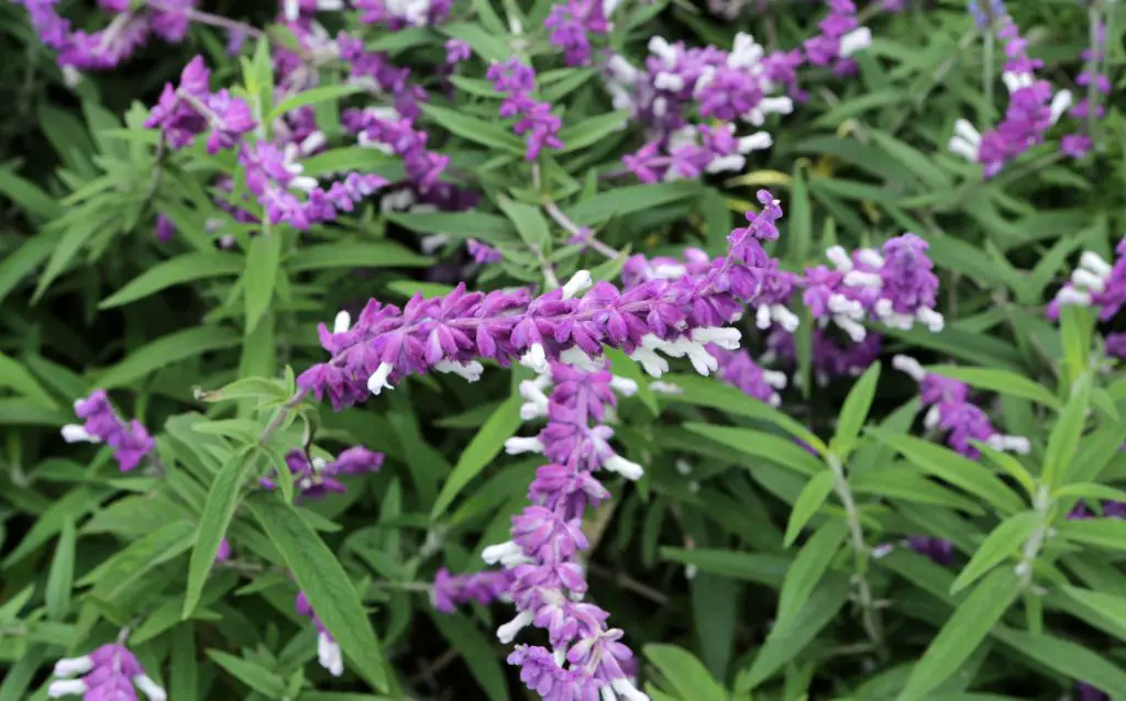 Salvia purple and white flowers
