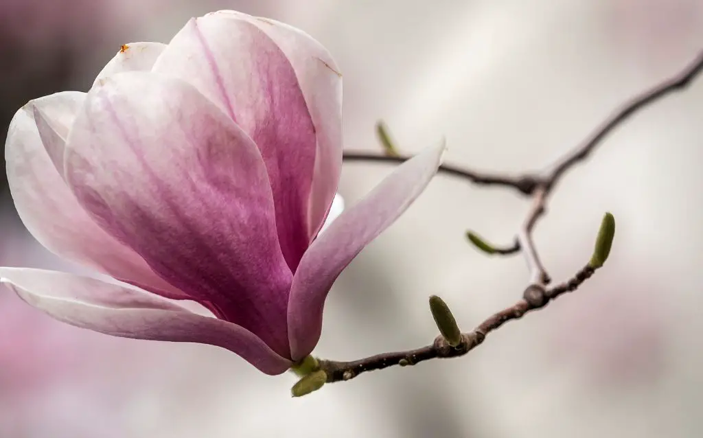 Saucer Magnolia tree branch with flower