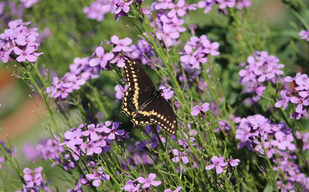 Butterfly visiting purple Sweet Rocket Flowers