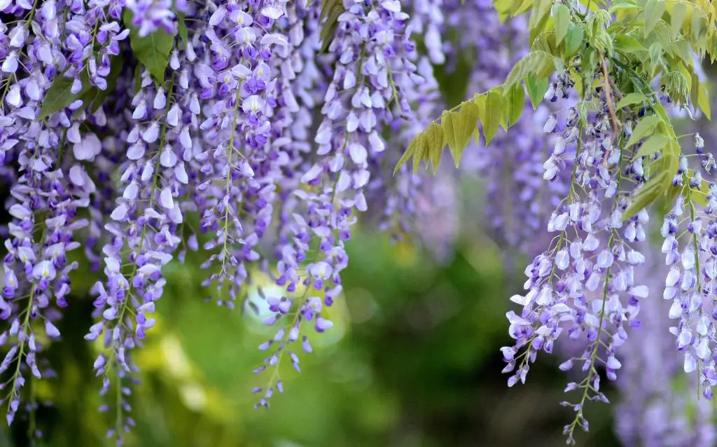 Light purple Wisteria flowers