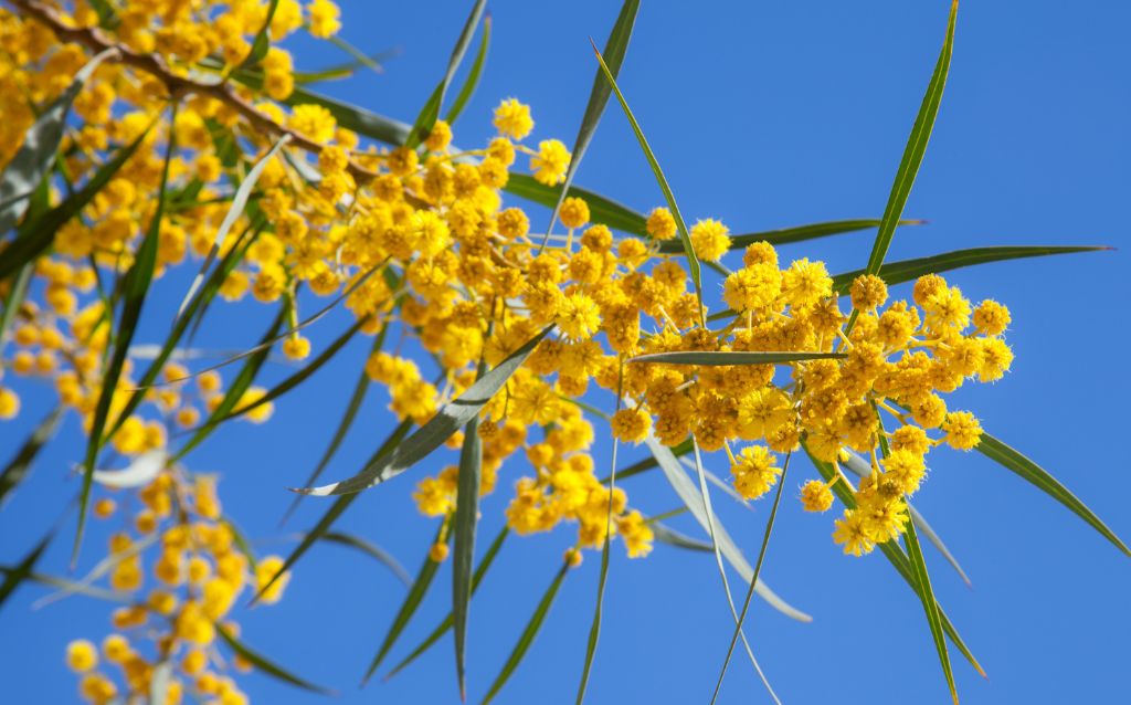Yellow Wattle (Acacia pycnantha) branch with flowers