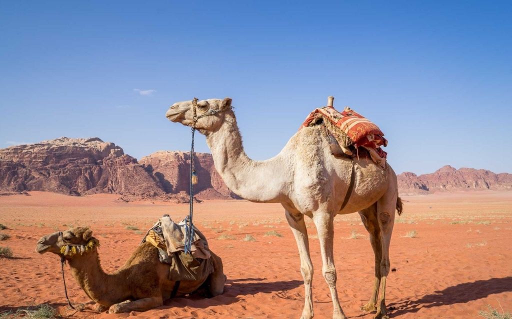 Camels adapted to the desert