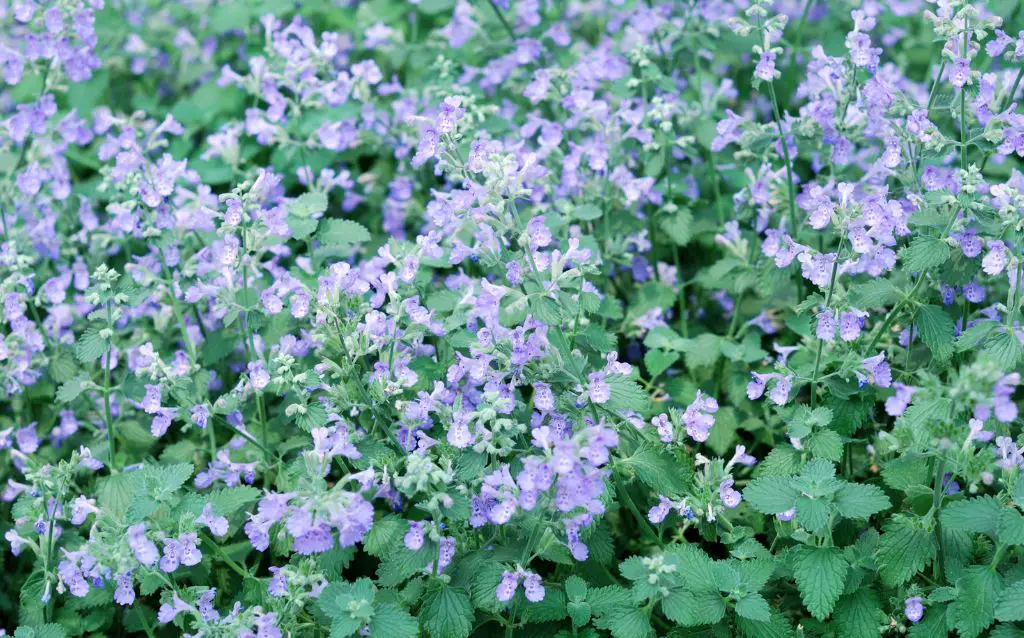 Small pale-purple Catmint flowers