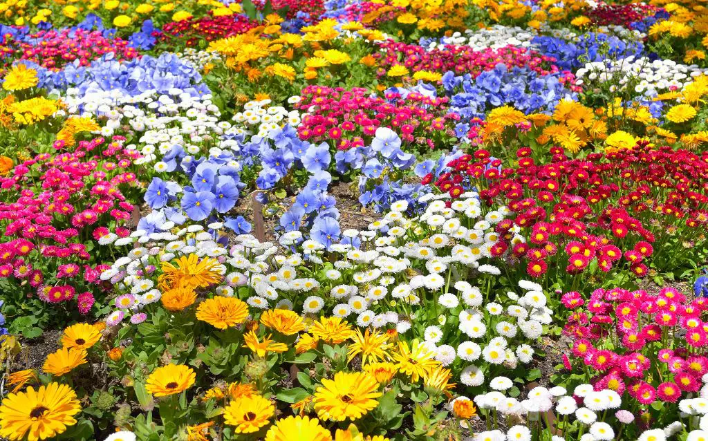 Field of Daisies planted with other colored flowers