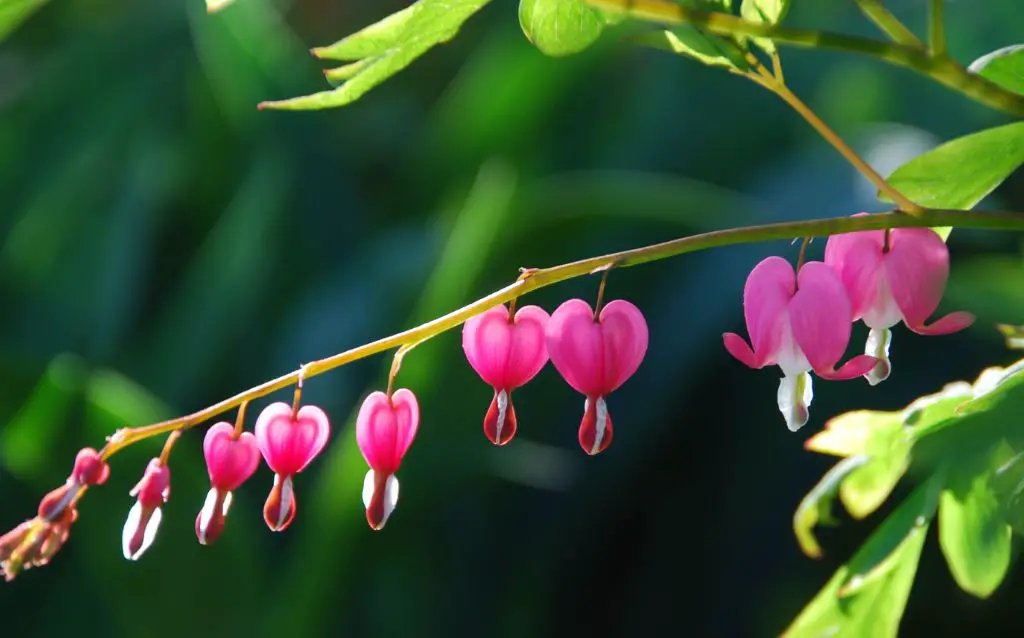 Pink Dicentra flowers on branch