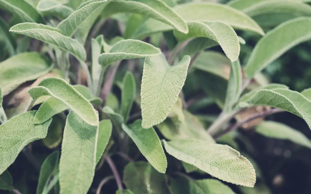 Cluster of green sage leaves in the garden