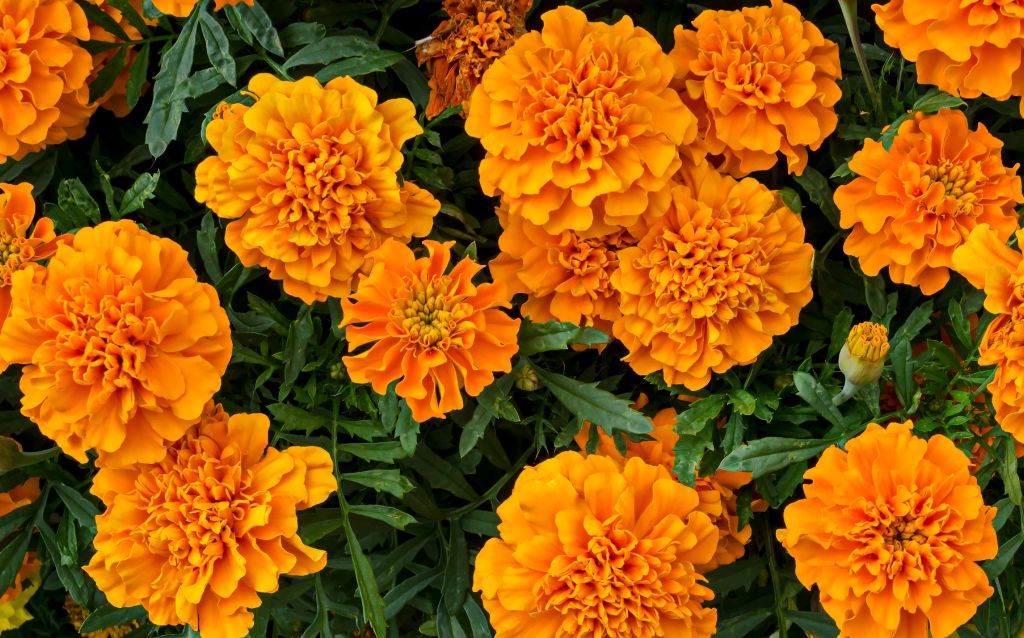 Golden marigolds