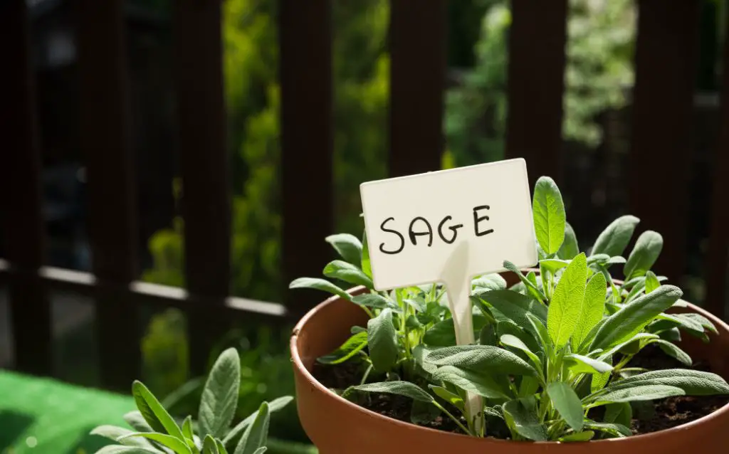 Baby sage plants in a pot