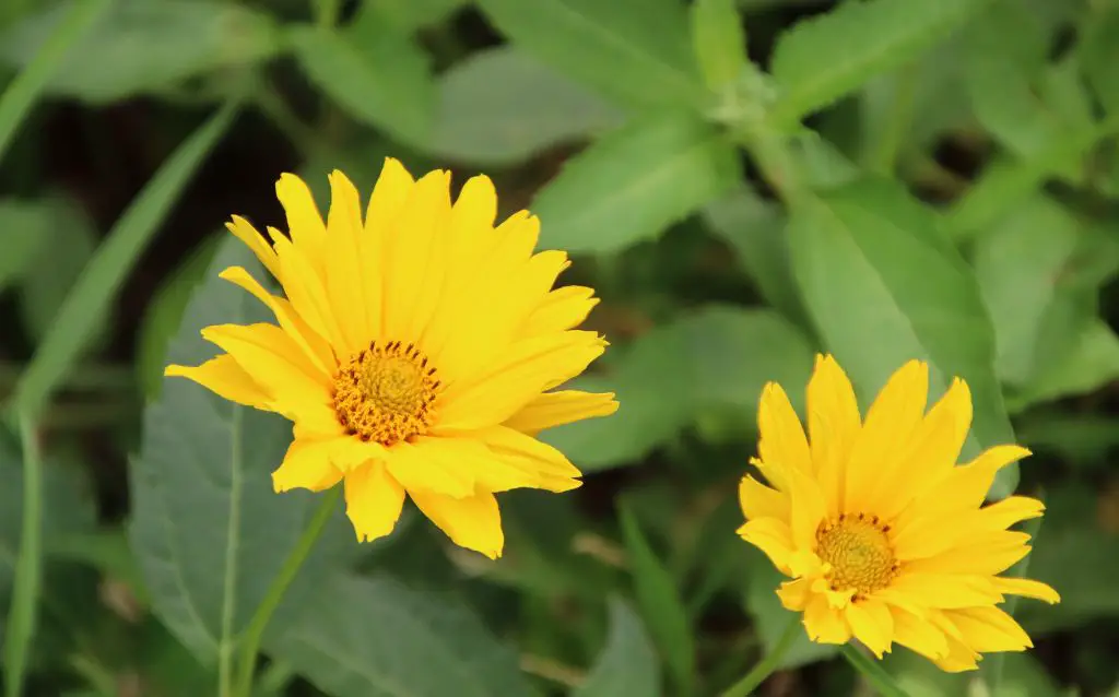 2 yellow Tickseed flowers