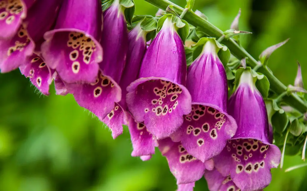 Pinkish-purle Foxgloves flowers