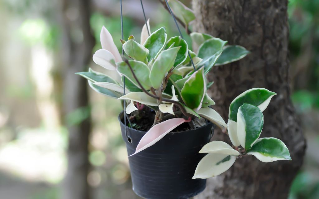 Hoya Carnosa in pot hanging outside
