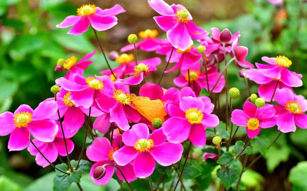 Cluster of vivid pink Japanese Anemone flowers