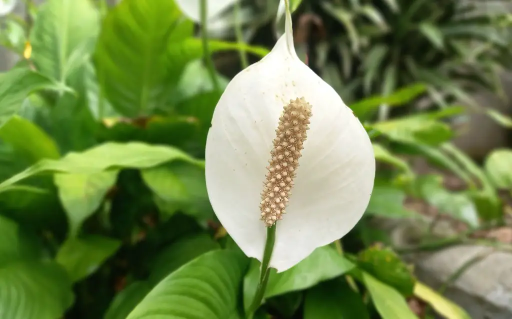 Single white Peace Lily flower