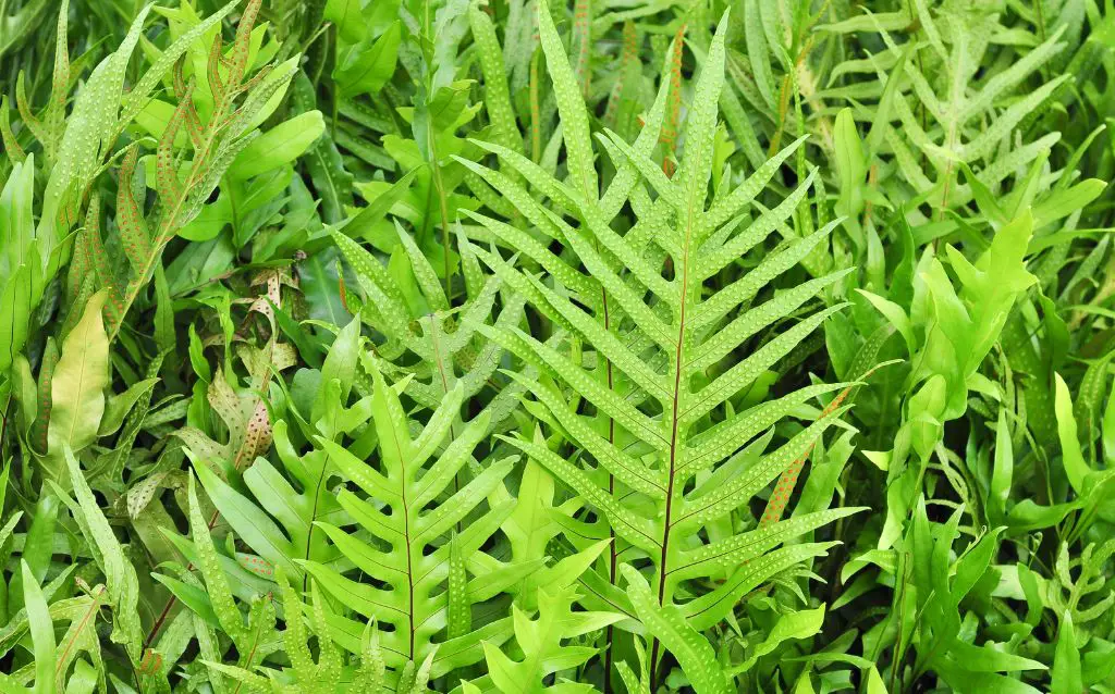 Cluster of slender Tropical Fern leaves