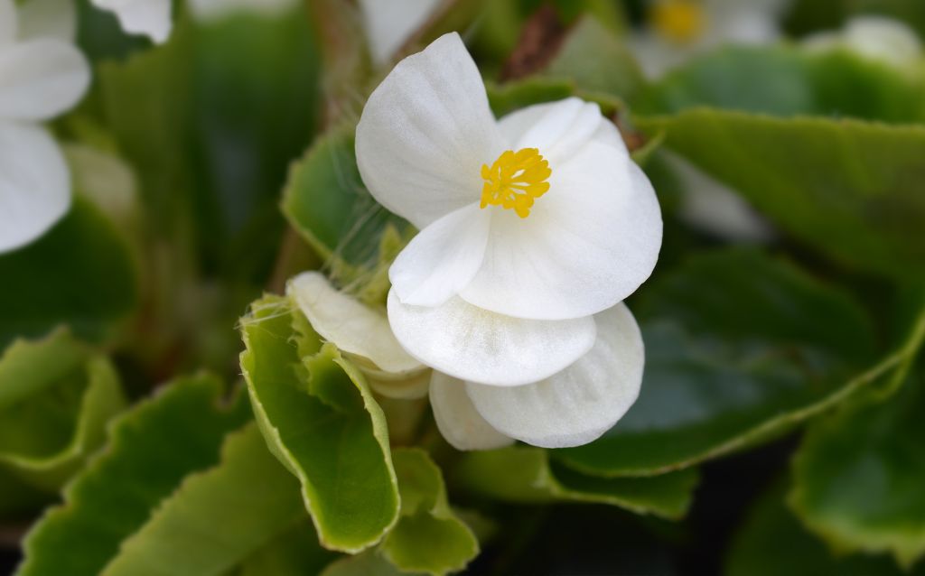 Single white wax begonia flower