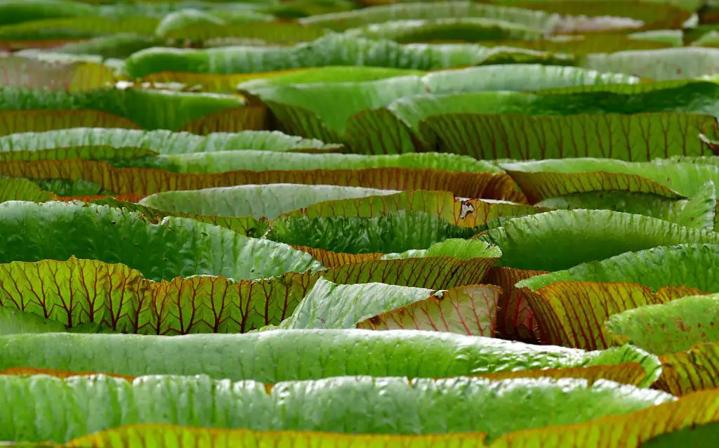 Bolivian Giant water lily