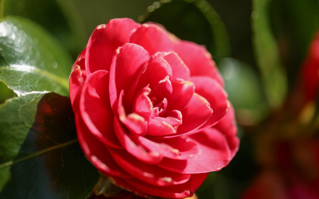 Red Camellia Flower 