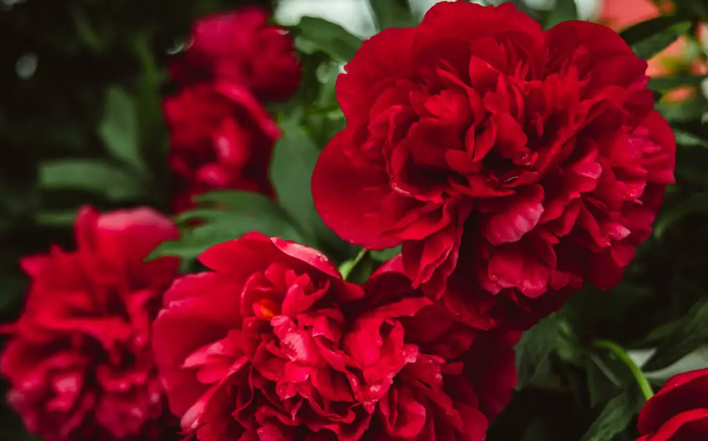 Red Carnation flowers