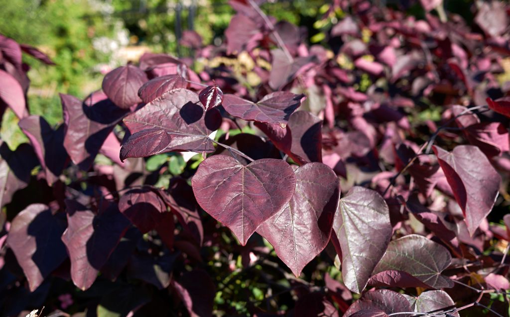 Purple leaves of Cercis canadensis