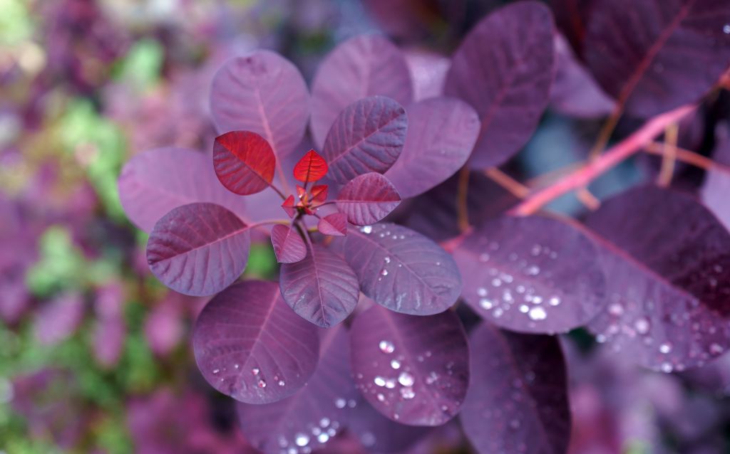 Cotinus Royal purple branch with leaves