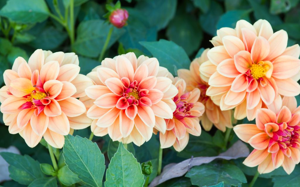 Salmon colored Gabrielle Dahlia - cluster of flowers