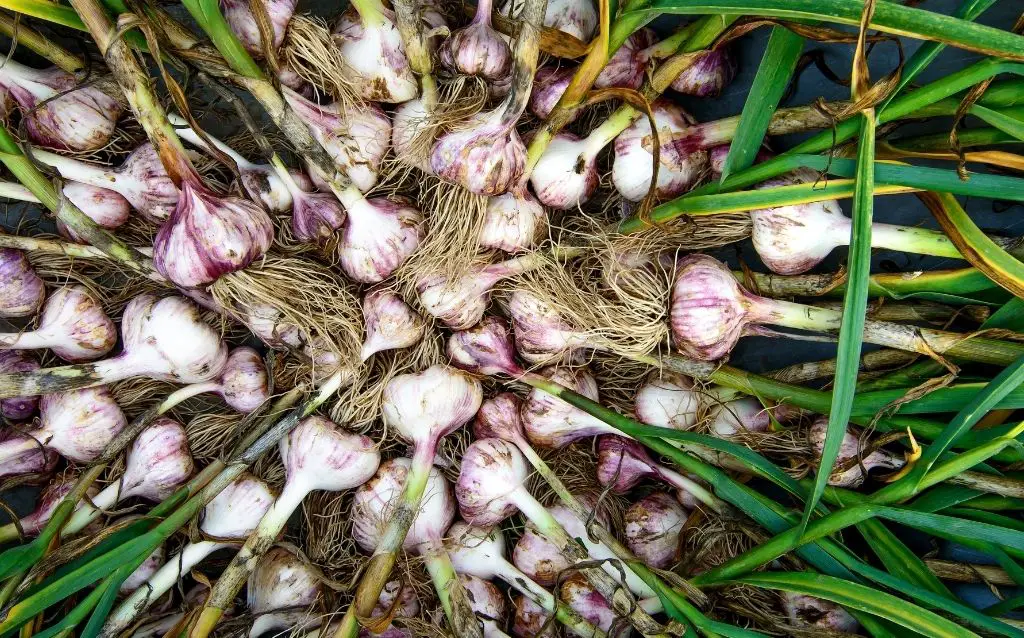 Freshly picked whole garlic plants