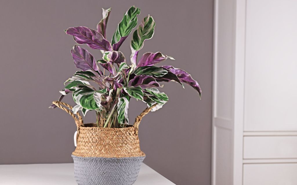 Variegated green and purple Prayer Plant in pot